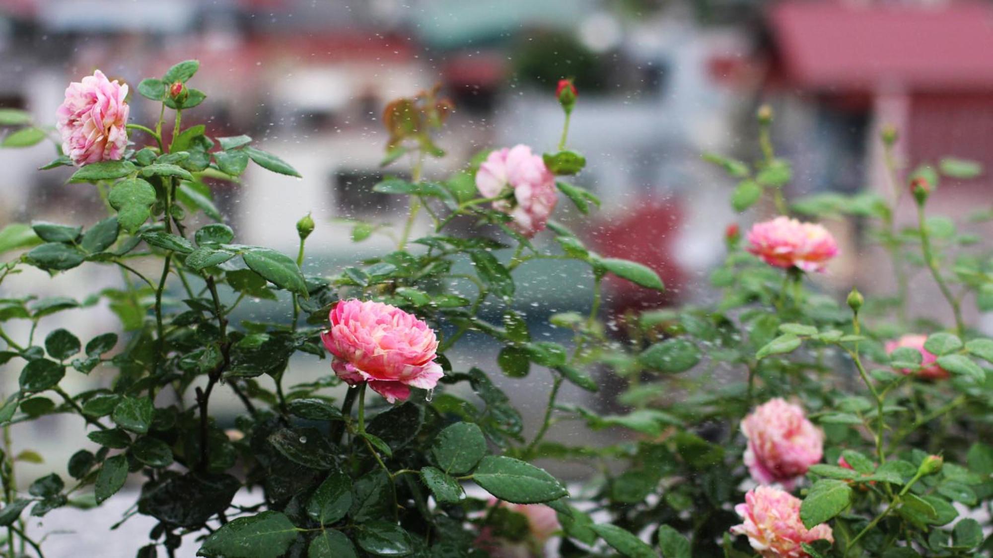 Bloom In - The Residences Khách sạn